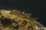 Paraleptophlebia submarginata (rode lijst NL