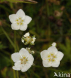 Northern Grass-of-parnassus (Parnassia palustris)