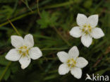 Parnassia (Parnassia palustris) 