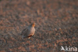 Grey Partridge (Perdix perdix)