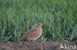 Grey Partridge (Perdix perdix)