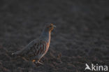 Grey Partridge (Perdix perdix)