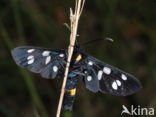 Phegeavlinder (Amata phegea)