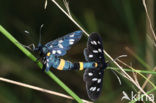 Phegeavlinder (Amata phegea)