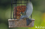 Blue Tit (Parus caeruleus)