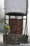 Blue Tit (Parus caeruleus)