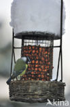 Blue Tit (Parus caeruleus)