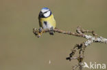 Blue Tit (Parus caeruleus)