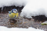 Blue Tit (Parus caeruleus)