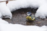 Blue Tit (Parus caeruleus)