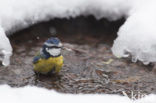 Blue Tit (Parus caeruleus)