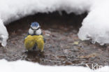 Blue Tit (Parus caeruleus)