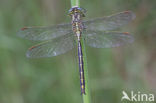 Plasrombout (Gomphus pulchellus)