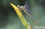 Plasrombout (Gomphus pulchellus)