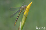 Plasrombout (Gomphus pulchellus)