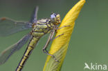 Dragonfly (Gomphus pulchellus)