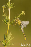 Plasrombout (Gomphus pulchellus)