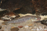 Monkey goby (Neogobius fluviatilis)