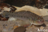 Monkey goby (Neogobius fluviatilis)