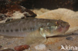 Monkey goby (Neogobius fluviatilis)