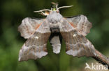 Poplar Hawk-moth (Laothoe populi)