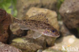 Ruffe (Gymnocephalus cernua)