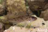 Ruffe (Gymnocephalus cernua)