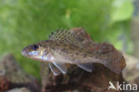 Ruffe (Gymnocephalus cernua)