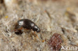 Proteinus brachypterus