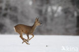 Roe Deer (Capreolus capreolus)