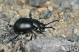 Reuzengoudhaan (Timarcha tenebricosa)