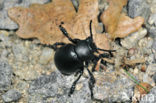 Reuzengoudhaan (Timarcha tenebricosa)