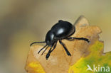 Reuzengoudhaan (Timarcha tenebricosa)