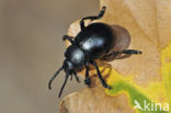 Reuzengoudhaan (Timarcha tenebricosa)