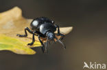 Reuzengoudhaan (Timarcha tenebricosa)