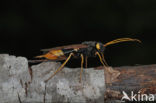banded horntail