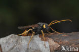 banded horntail