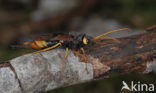 banded horntail