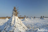 Riet (Phragmites australis)