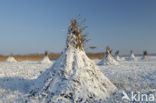 Riet (Phragmites australis)