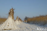 Riet (Phragmites australis)