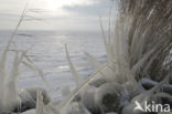 Riet (Phragmites australis)