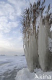 Common Reed (Phragmites australis)