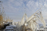 Riet (Phragmites australis)