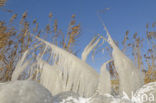 Riet (Phragmites australis)