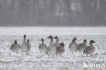 Bean Goose (Anser fabalis)