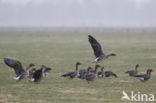 Bean Goose (Anser fabalis)