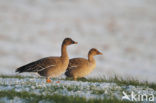 Bean Goose (Anser fabalis)