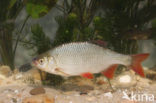 Common rudd (Scardinius erythrophthalmus)