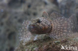 Rivierdonderpad (Cottus perifretum )